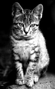 NB007 Le chaton